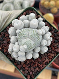 Epithelantha Micromeris Cluster #391 | Rare Live Cactus | Miniature Collector Cactus | 3.5" Pot Reference
