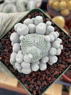 Epithelantha Micromeris Cluster #391 | Rare Live Cactus | Miniature Collector Cactus | 3.5" Pot Reference