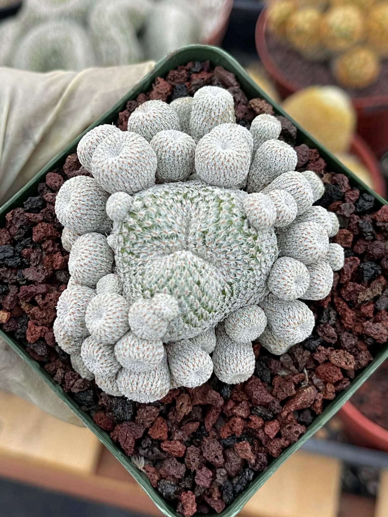 Epithelantha Micromeris Cluster #391 | Rare Live Cactus | Miniature Collector Cactus | 3.5" Pot Reference