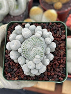 Epithelantha Micromeris Cluster #391 | Rare Live Cactus | Miniature Collector Cactus | 3.5" Pot Reference