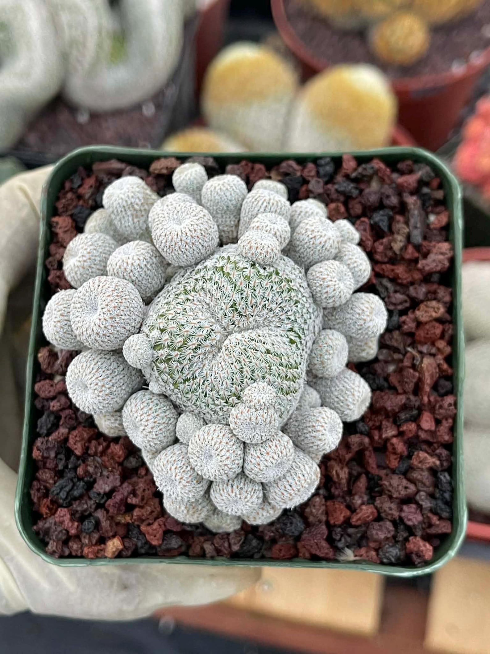 Epithelantha Micromeris Cluster #391 | Rare Live Cactus | Miniature Collector Cactus | 3.5" Pot Reference