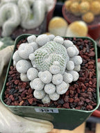 Epithelantha Micromeris Cluster #391 | Rare Live Cactus | Miniature Collector Cactus | 3.5" Pot Reference