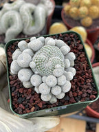 Epithelantha Micromeris Cluster #391 | Rare Live Cactus | Miniature Collector Cactus | 3.5" Pot Reference