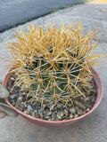 Ferocactus Chrysacanthus – Rare Golden Island Barrel Cactus