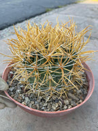 Ferocactus Chrysacanthus – Rare Golden Island Barrel Cactus