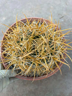 Ferocactus Chrysacanthus – Rare Golden Island Barrel Cactus