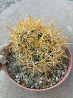 Ferocactus Chrysacanthus – Rare Golden Island Barrel Cactus
