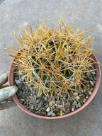 Ferocactus Chrysacanthus – Rare Golden Island Barrel Cactus
