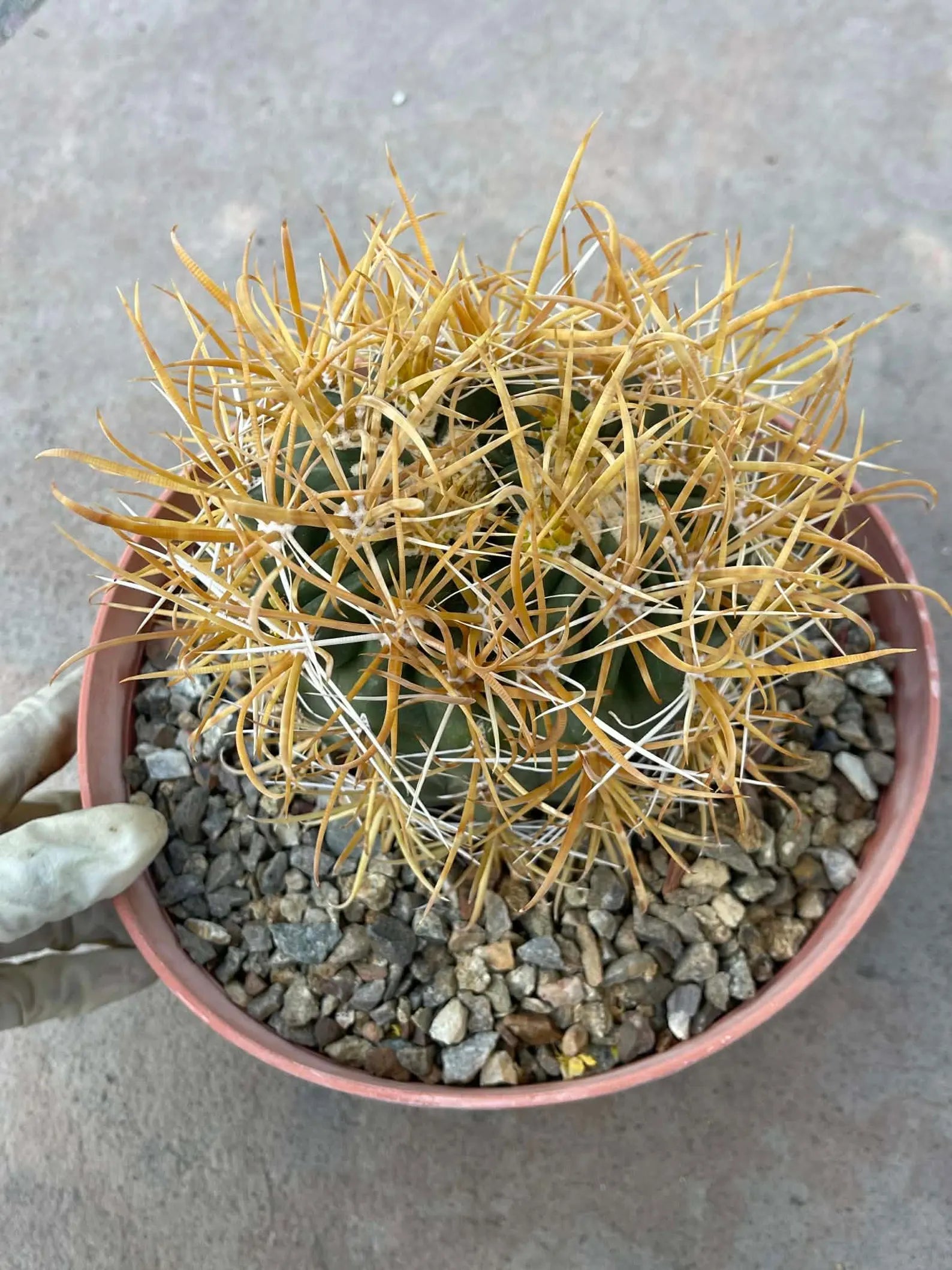 Ferocactus Chrysacanthus – Rare Golden Island Barrel Cactus