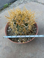 Ferocactus Chrysacanthus – Rare Golden Island Barrel Cactus