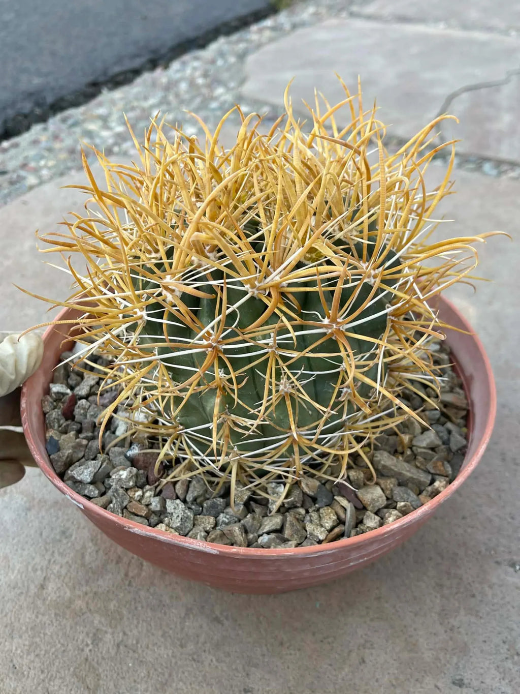 Ferocactus Chrysacanthus – Rare Golden Island Barrel Cactus