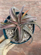 6” Dyckia Hybrid Spiral Form | Rare Live Plant | Unique Collector Succulent #546