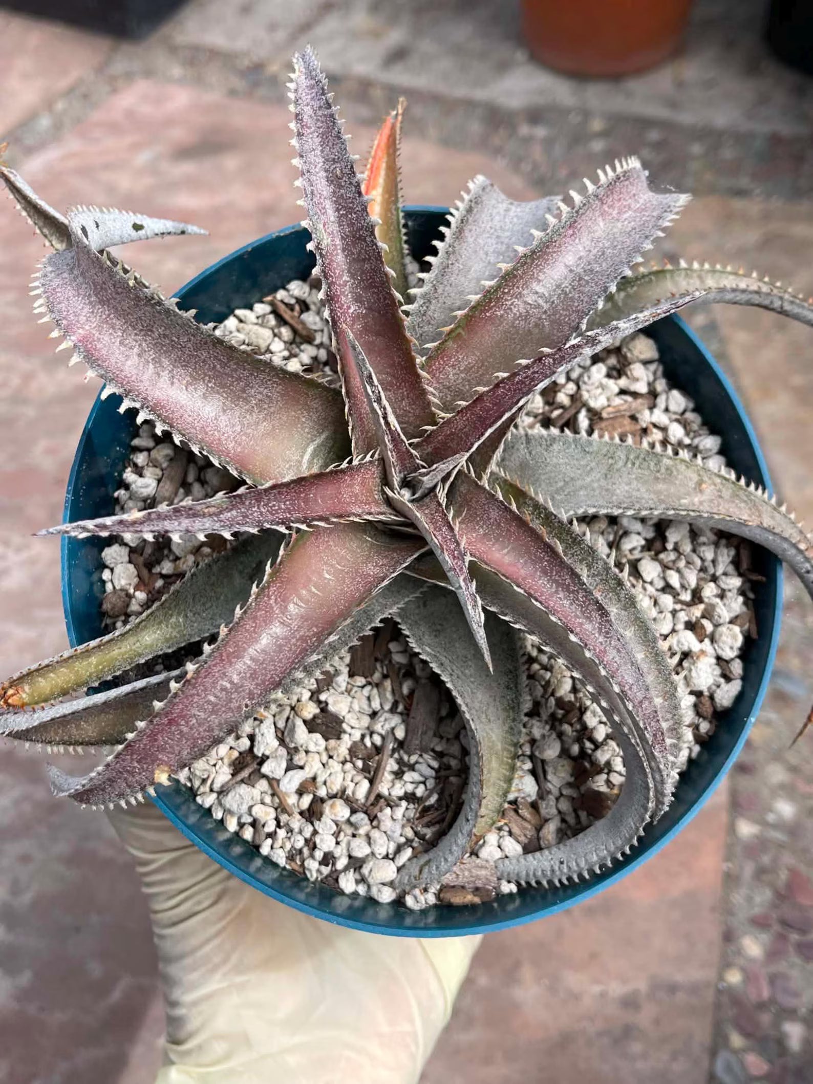 6” Dyckia Hybrid Spiral Form | Rare Live Plant | Unique Collector Succulent #546