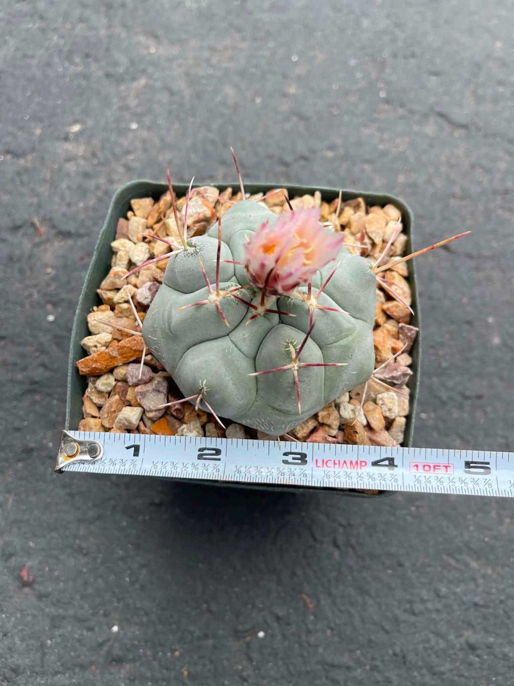 Thelocactus Hexaedrophorus #550 | Rare Blue Cactus | Live Seed Grown Cactus | Chalky Blue Collector Plant | Exact Plant