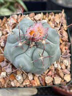 Thelocactus Hexaedrophorus #550 | Rare Blue Cactus | Live Seed Grown Cactus | Chalky Blue Collector Plant | Exact Plant
