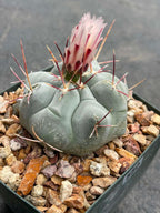 Thelocactus Hexaedrophorus #550 | Rare Blue Cactus | Live Seed Grown Cactus | Chalky Blue Collector Plant | Exact Plant