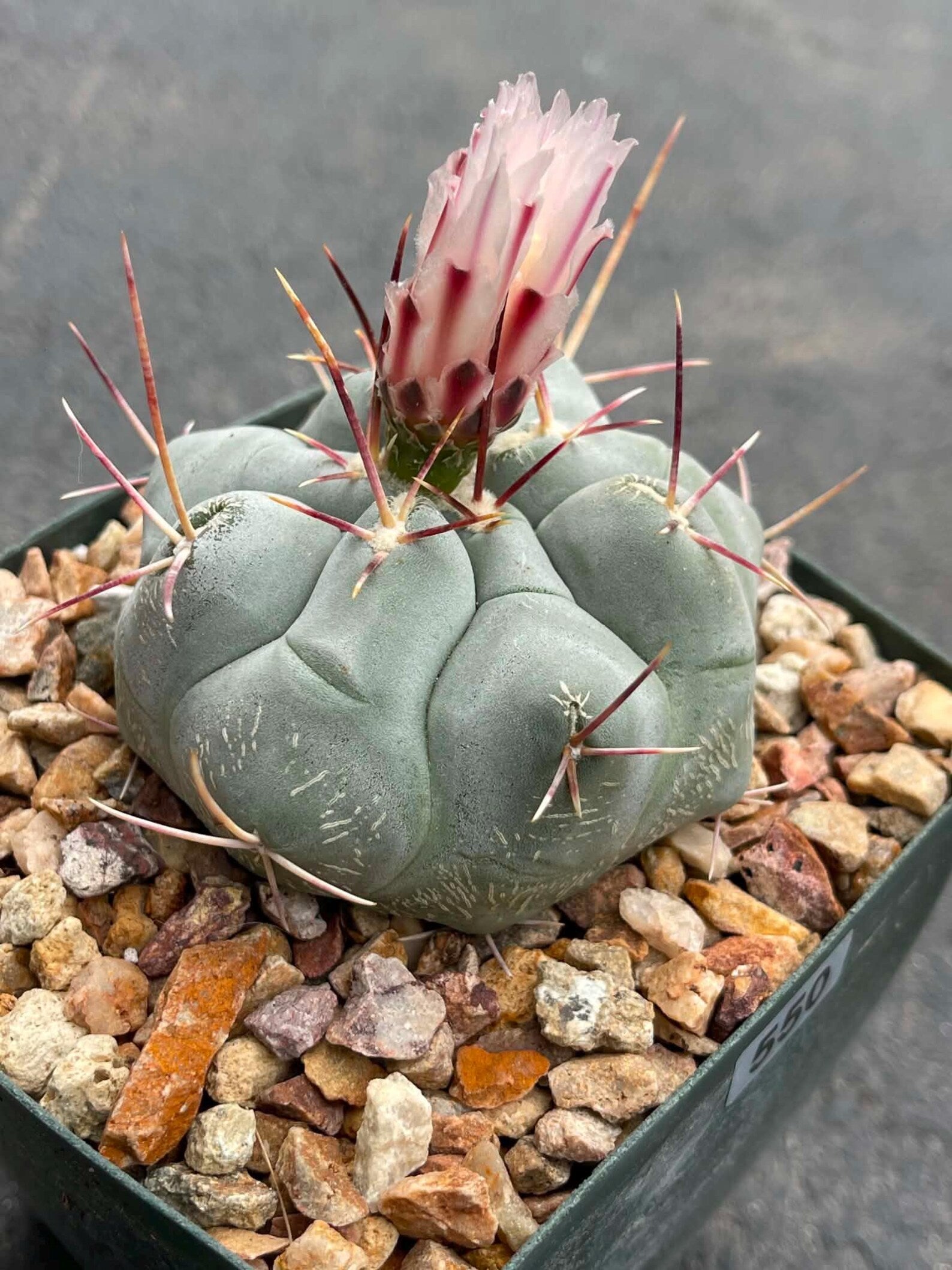 Thelocactus Hexaedrophorus #550 | Rare Blue Cactus | Live Seed Grown Cactus | Chalky Blue Collector Plant | Exact Plant