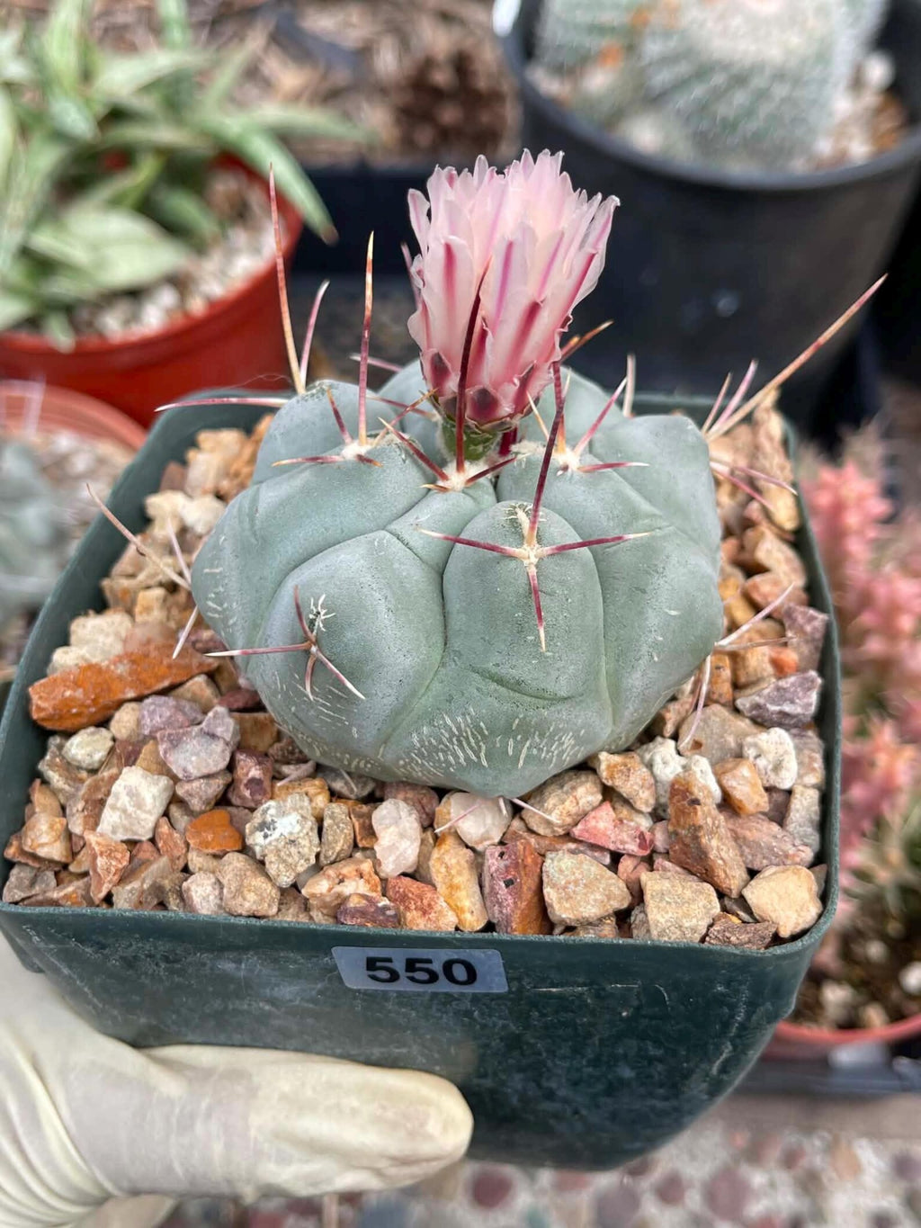 Thelocactus Hexaedrophorus #550 | Rare Blue Cactus | Live Seed Grown Cactus | Chalky Blue Collector Plant | Exact Plant