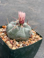 Thelocactus Hexaedrophorus #550 | Rare Blue Cactus | Live Seed Grown Cactus | Chalky Blue Collector Plant | Exact Plant