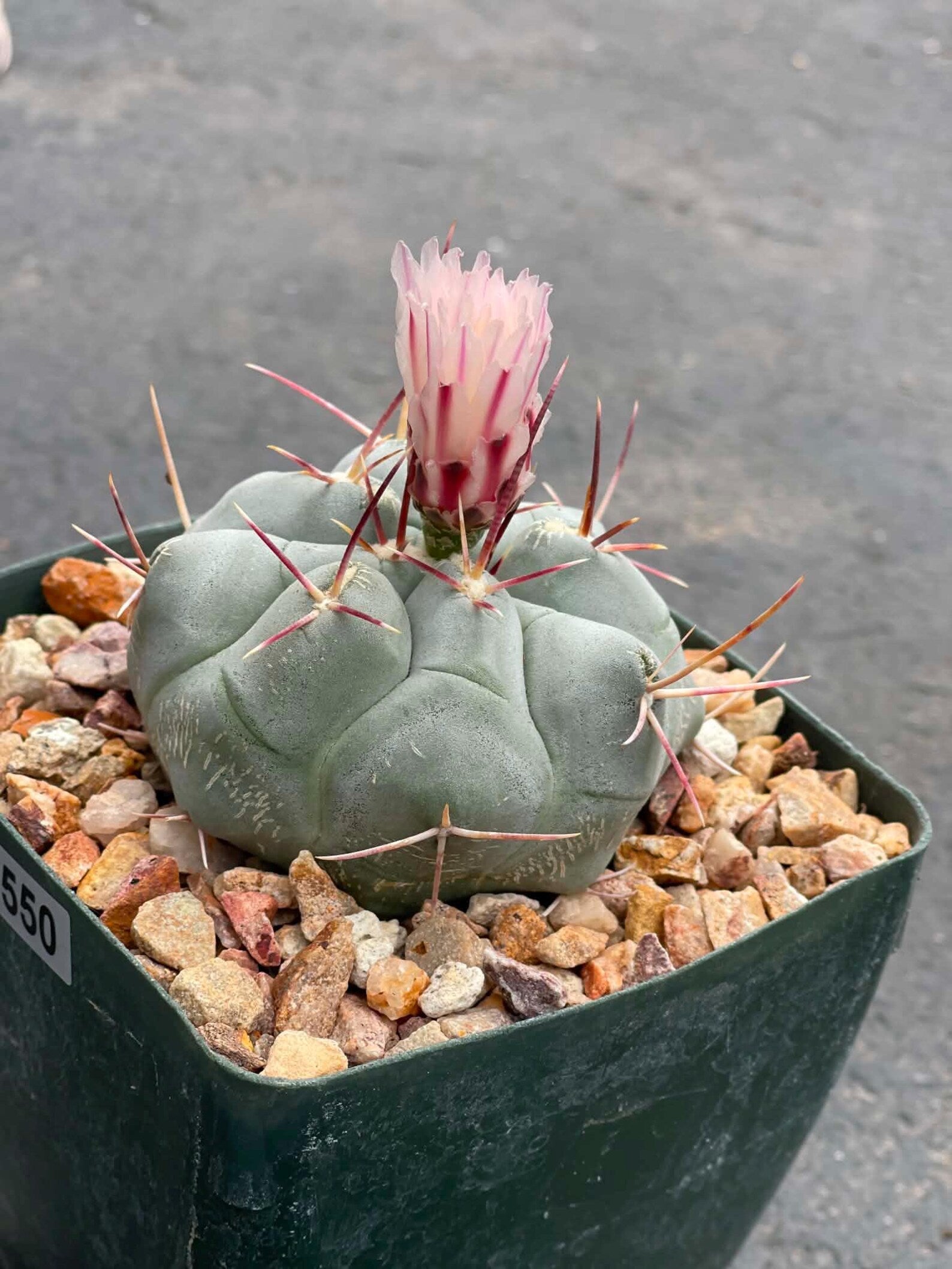 Thelocactus Hexaedrophorus #550 | Rare Blue Cactus | Live Seed Grown Cactus | Chalky Blue Collector Plant | Exact Plant
