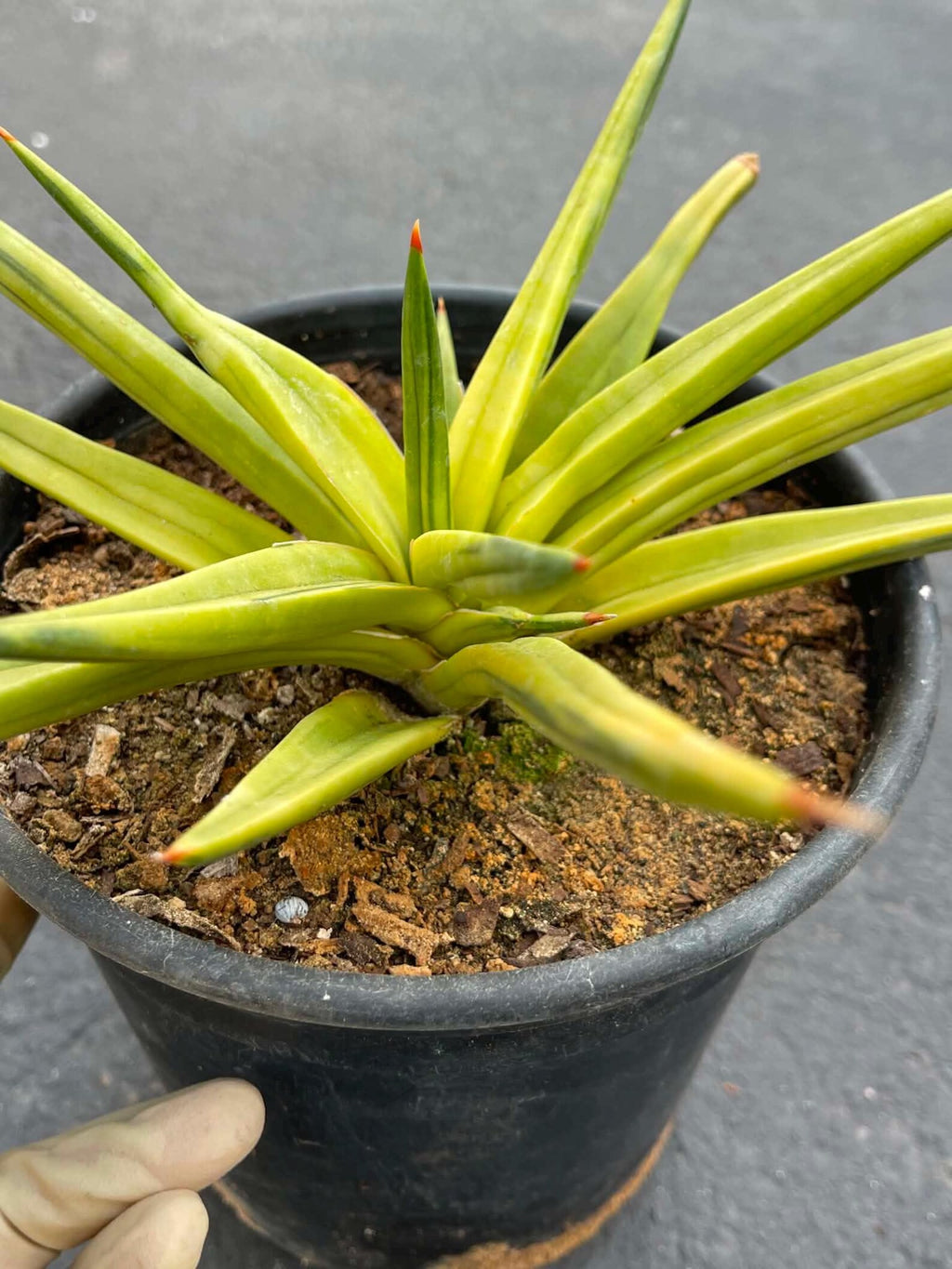 Variegated Sansevieria Downsii | Rare Live Snake Plant