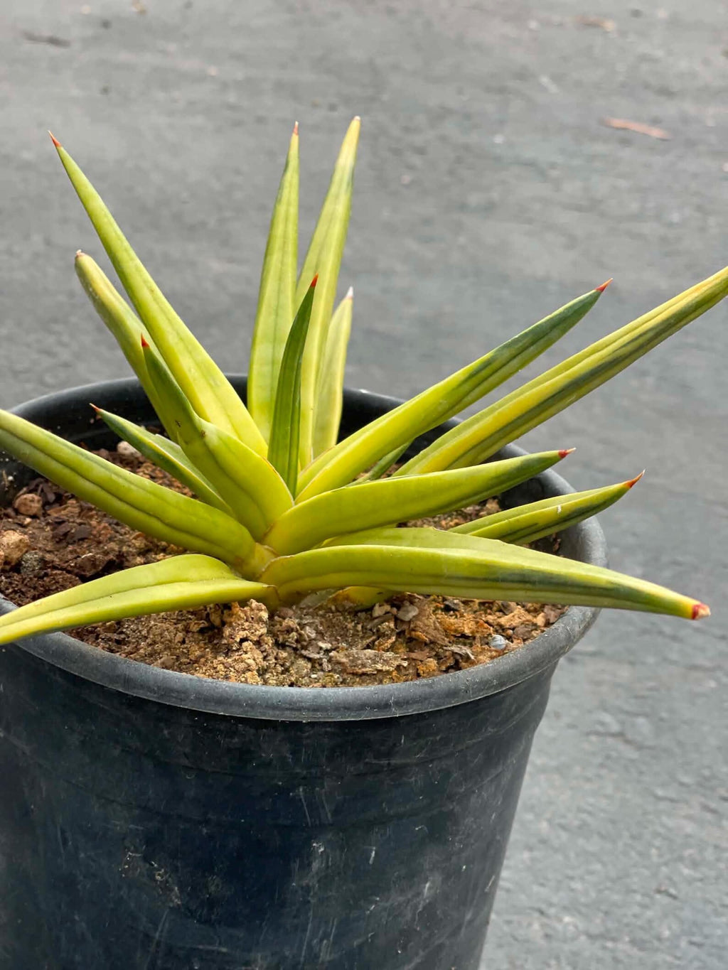 Variegated Sansevieria Downsii | Rare Live Snake Plant