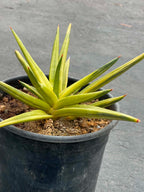 Variegated Sansevieria Downsii | Rare Live Snake Plant