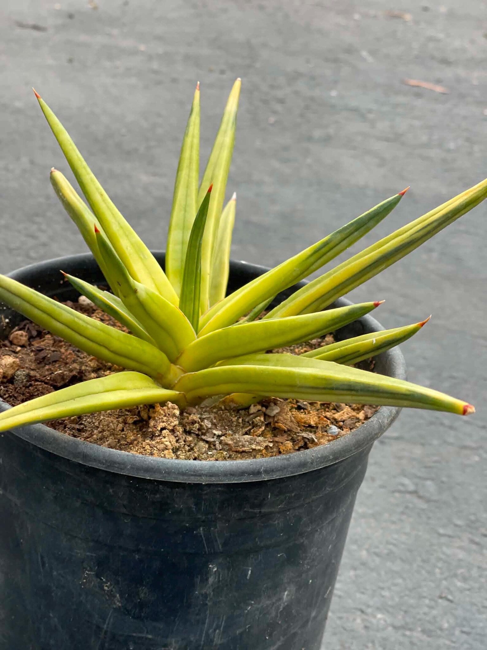Variegated Sansevieria Downsii | Rare Live Snake Plant