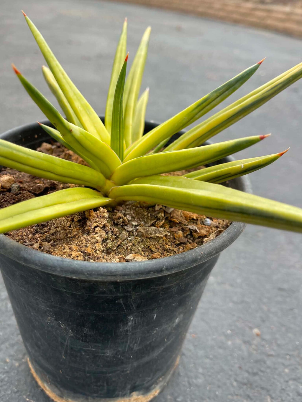 Variegated Sansevieria Downsii | Rare Live Snake Plant