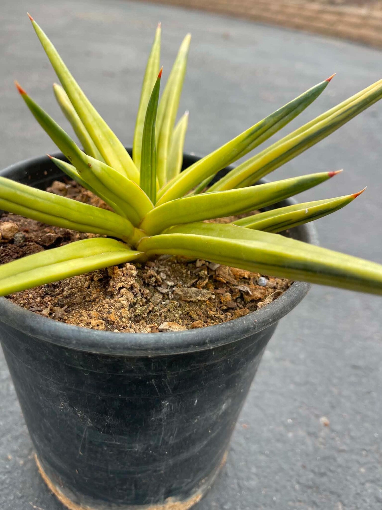 Variegated Sansevieria Downsii | Rare Live Snake Plant