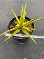 Variegated Sansevieria Downsii | Rare Live Snake Plant