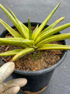 Variegated Sansevieria Downsii | Rare Live Snake Plant