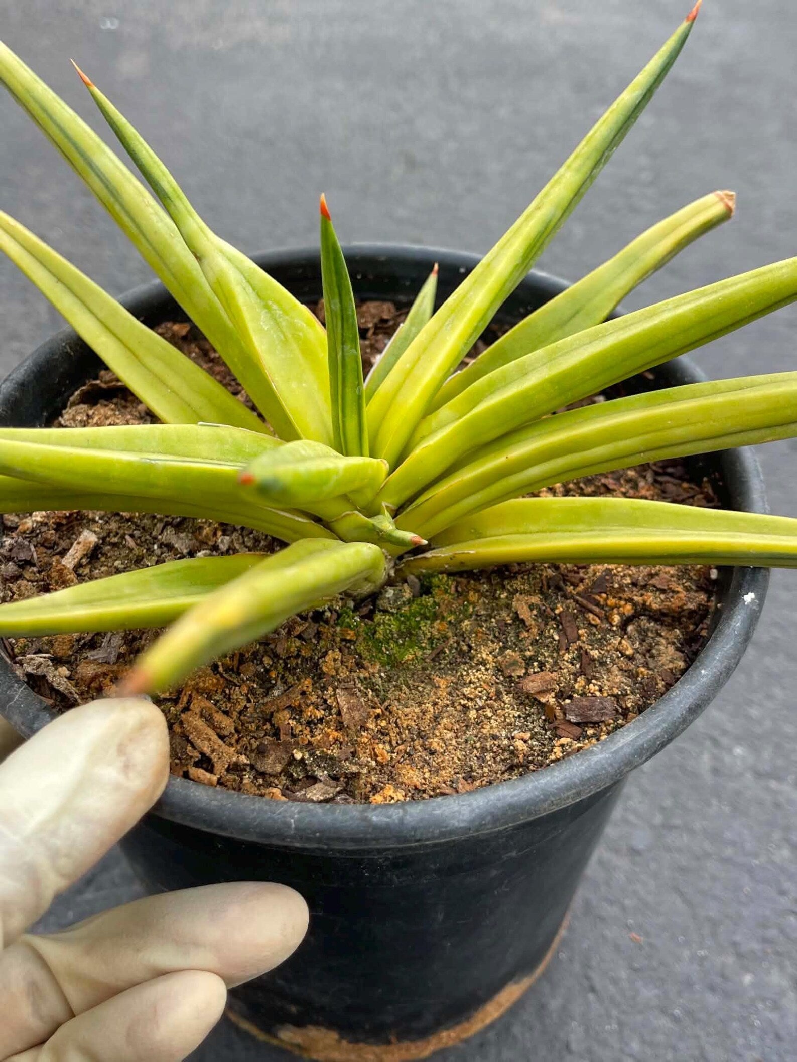 Variegated Sansevieria Downsii | Rare Live Snake Plant