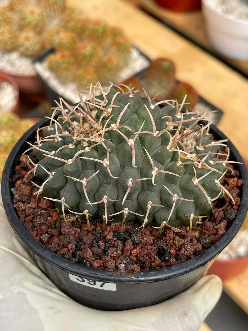 Crested Gymnocalycium Vatteri #397 | Rare Live Crested Cactus