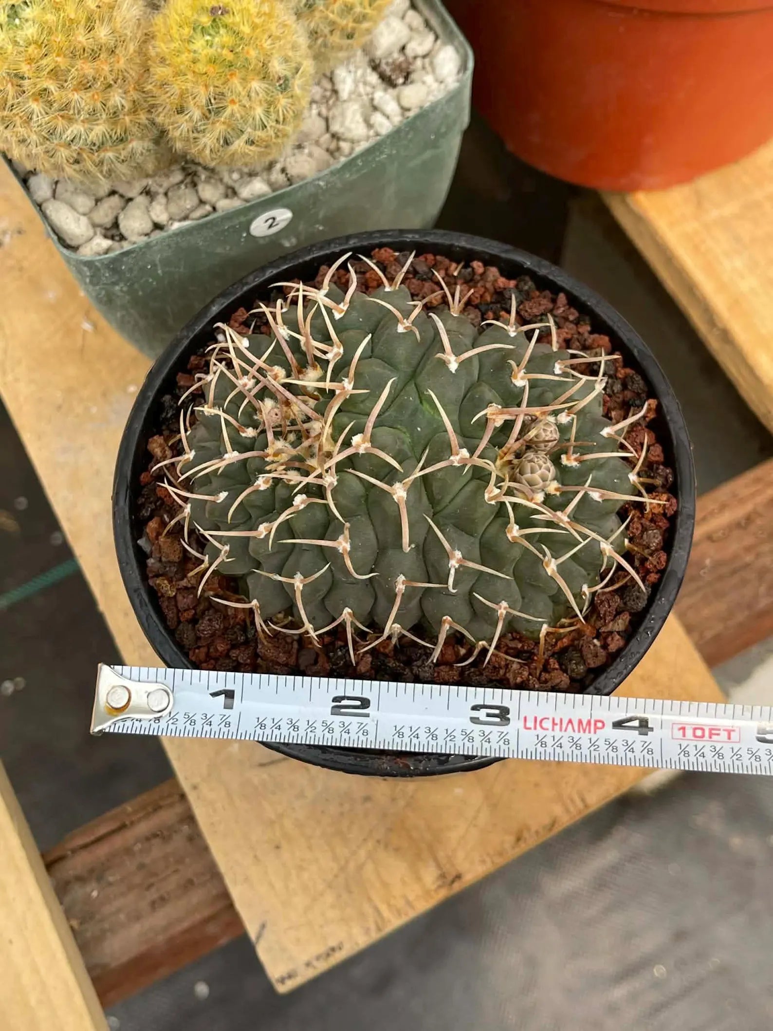 Crested Gymnocalycium Vatteri #397 | Rare Live Crested Cactus