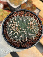 Crested Gymnocalycium Vatteri #397 | Rare Live Crested Cactus