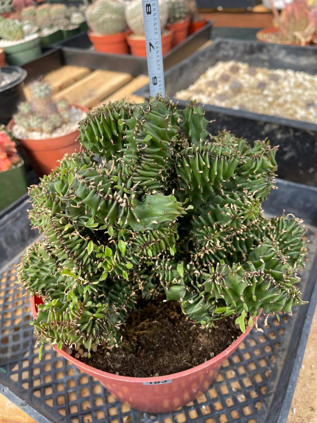 Crested Euphorbia Ammak | Rare Live Collector Succulent #183