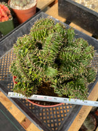 Crested Euphorbia Ammak | Rare Live Collector Succulent #183