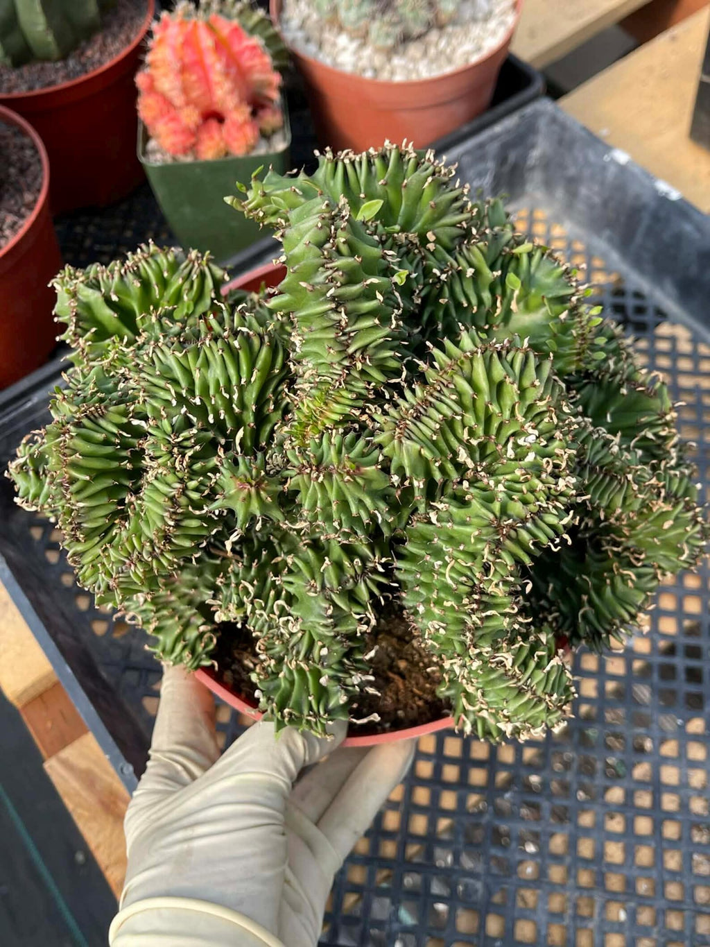 Crested Euphorbia Ammak | Rare Live Collector Succulent #183