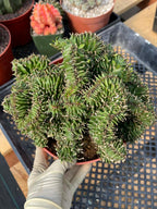 Crested Euphorbia Ammak | Rare Live Collector Succulent #183