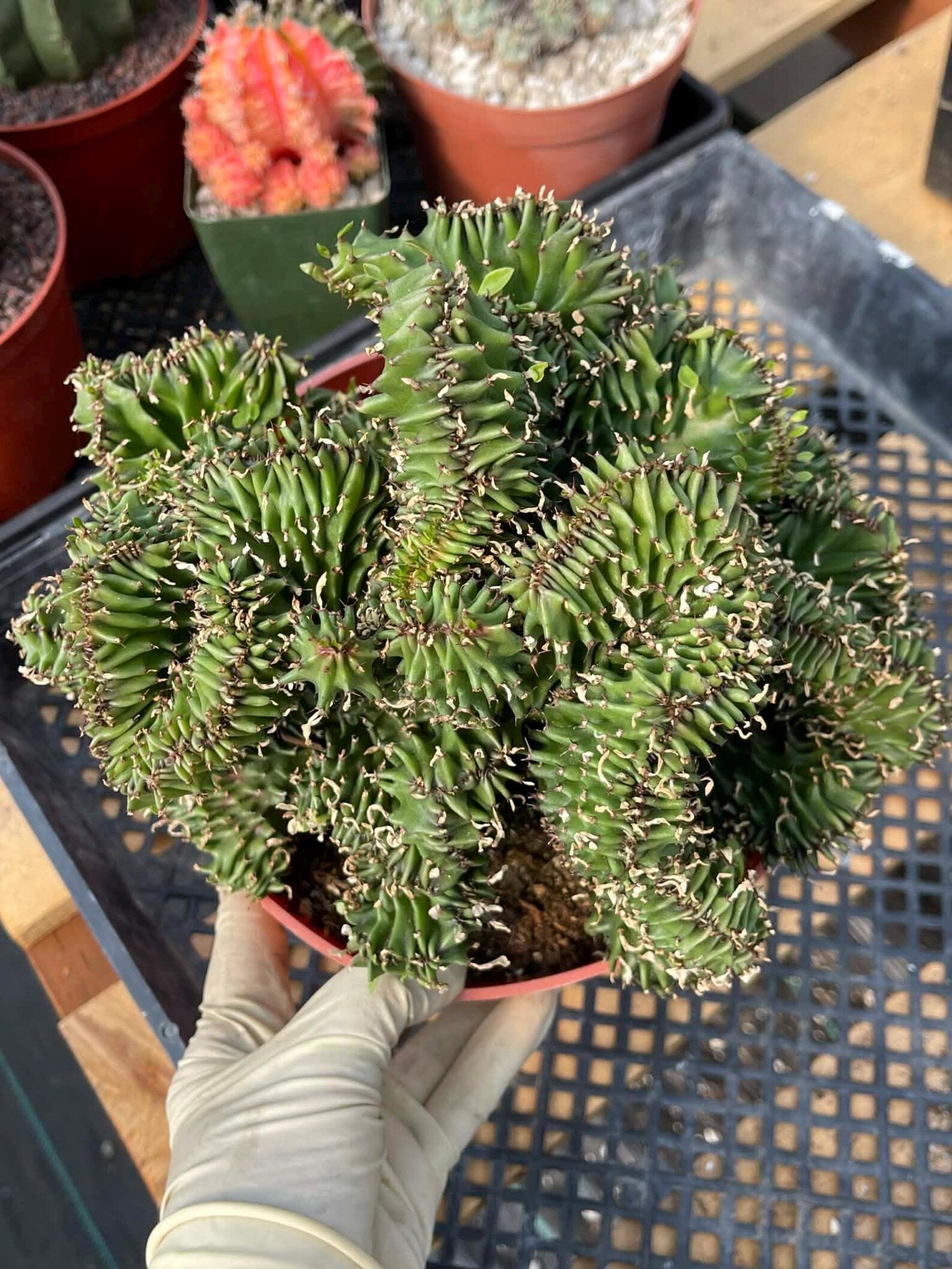 Crested Euphorbia Ammak | Rare Live Collector Succulent #183
