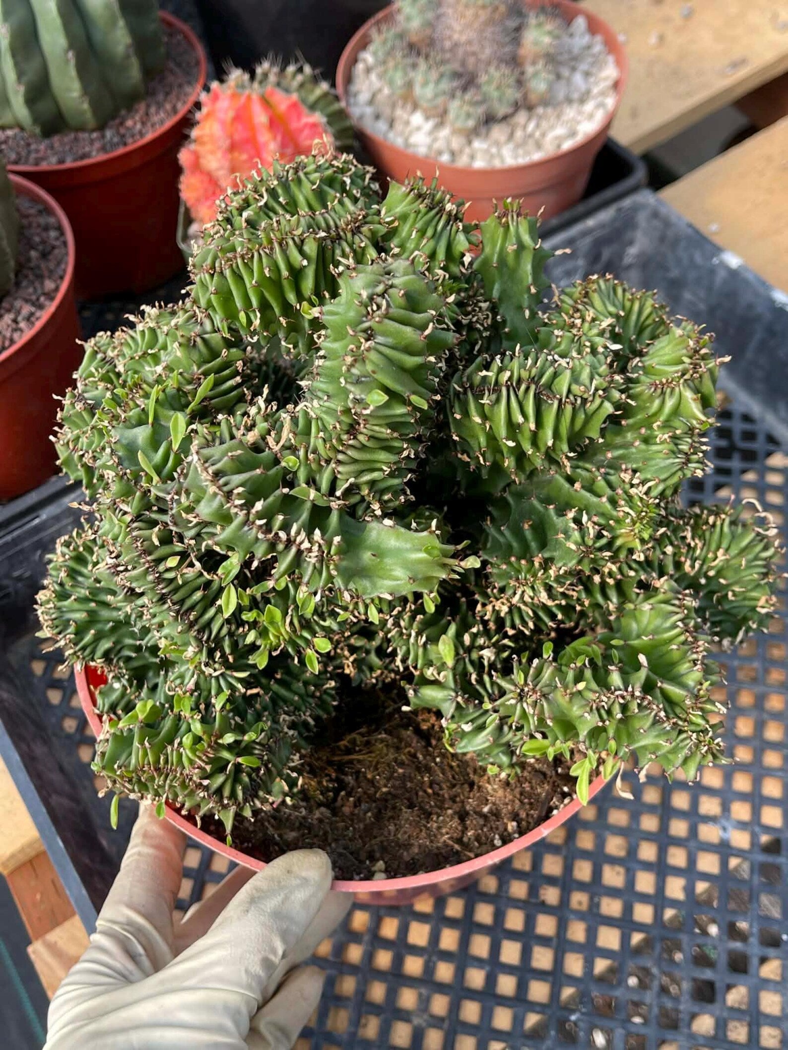 Crested Euphorbia Ammak | Rare Live Collector Succulent #183