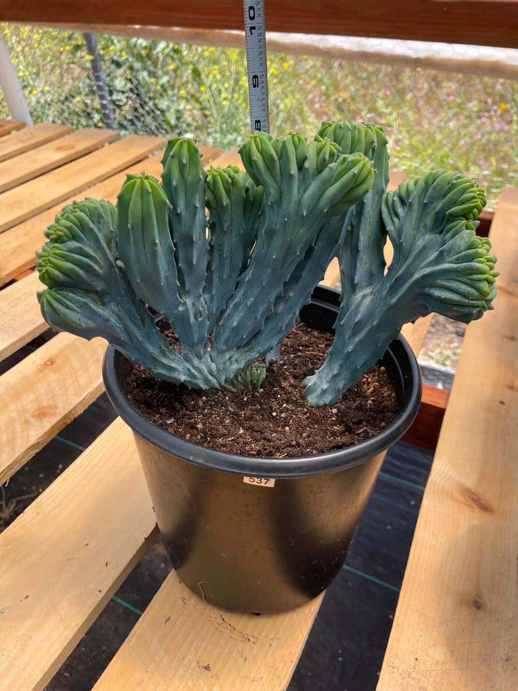 Crested Blue Myrtle Cactus | Rare Live Crested Cactus #537