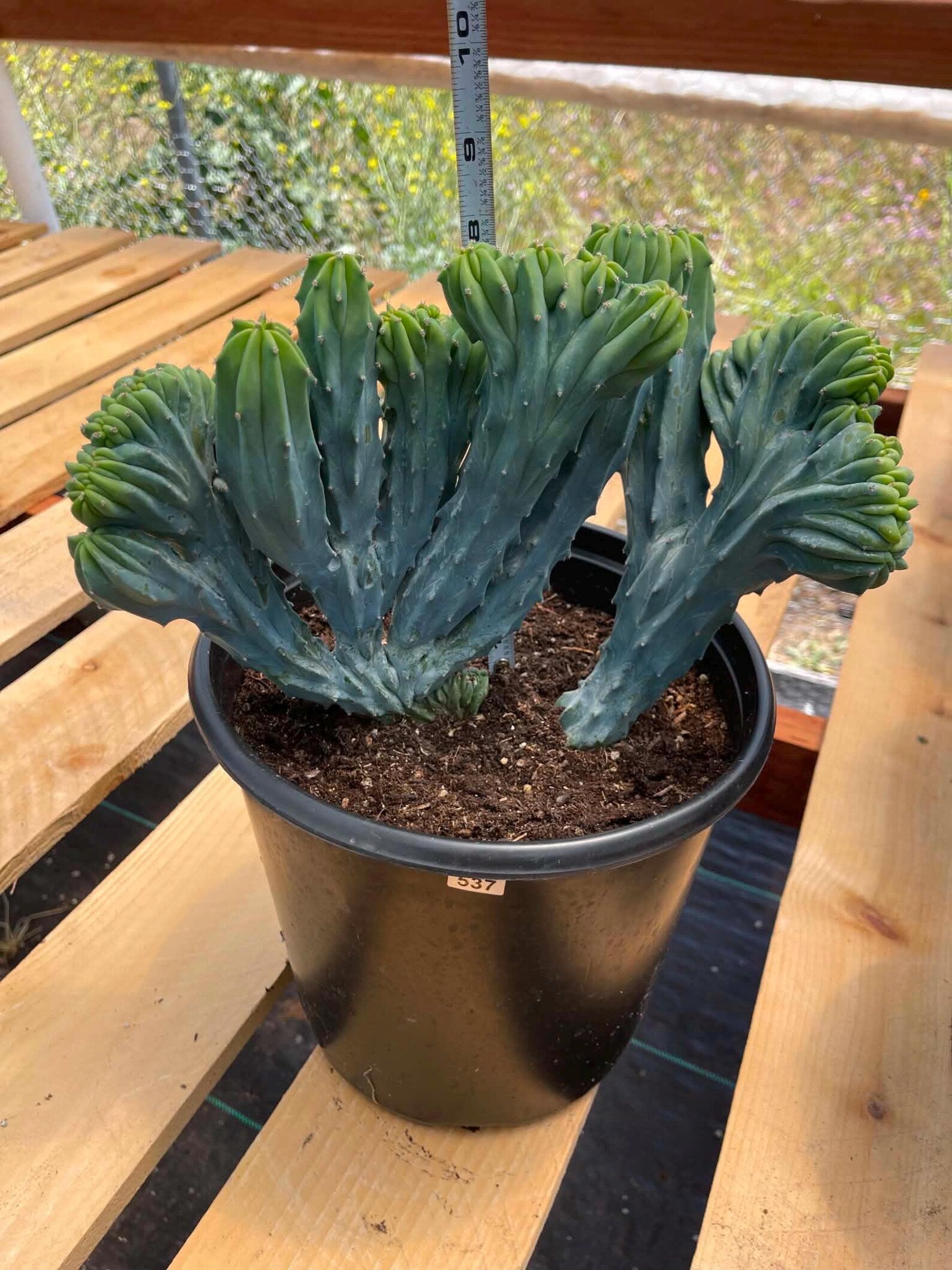Crested Blue Myrtle Cactus | Rare Live Crested Cactus #537
