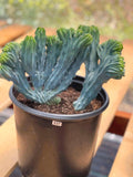 Crested Blue Myrtle Cactus | Rare Live Crested Cactus #537