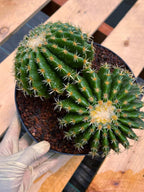 Echinocactus Grusonii Short Spine Cluster #557