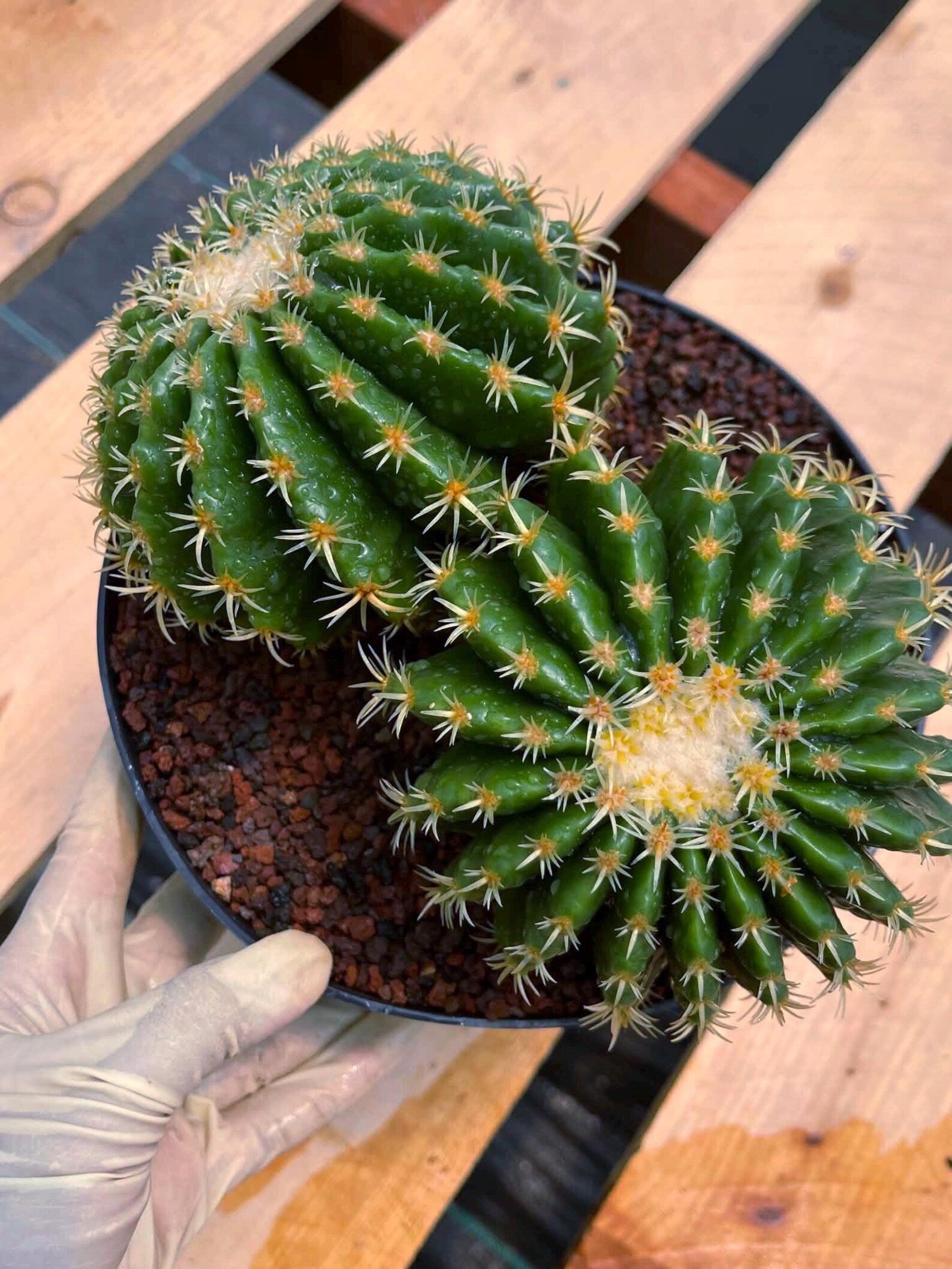 Echinocactus Grusonii Short Spine Cluster #557