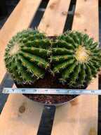 Echinocactus Grusonii Short Spine Cluster #557