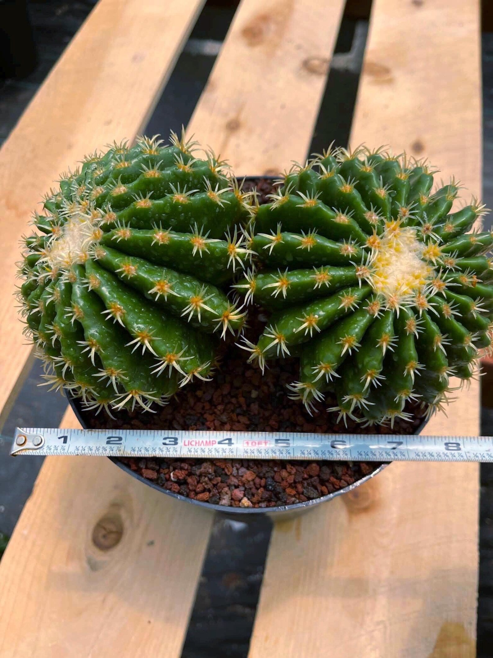 Echinocactus Grusonii Short Spine Cluster #557