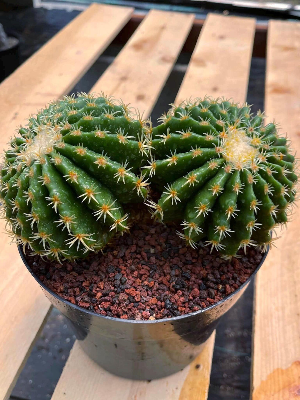 Echinocactus Grusonii Short Spine Cluster #557